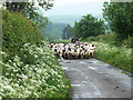 Traffic jam in Annandale