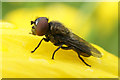 HP6209 : The hoverfly Melanogaster hirtella, Halligarth, Baltasound by Mike Pennington