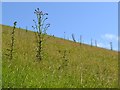 SX8254 : Marsh Thistle, Cirsium palustre, in steep hillside pasture below Broadridge Farm by Robin Stott