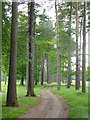 A path through the pine trees at Forest Pines golf club