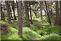 NT1864 : Woodland around Harlaw Reservoir by Doug Lee