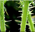 Thistle, Newtownards - June 2014(2)