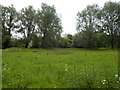 Trees in Alderman Road recreation ground