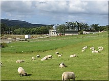C3734 : Sheep, Cleenagh by Richard Webb