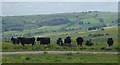 Cattle by the track to Meadows Farm