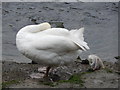 TM1543 : Swans in River Orwell by Hamish Griffin