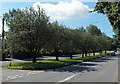 Tree-lined Cowbridge Road, Brynsadler