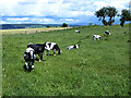 NY5126 : Cattle near Glendowlin by Oliver Dixon