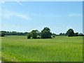 Field of barley