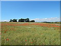 Poppies in Rape fields, Gulpher Road