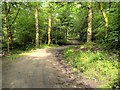 Footpath Through Ackhurst Wood, Astley park