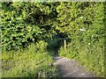 Path Towards Hitchfield Wood