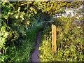 Footpath Through Hitchfield Wood