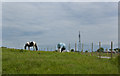 Horses grazing ignoring the communications mast