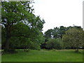 Trees in Platt Fields