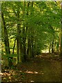 Track through woodland near the A24