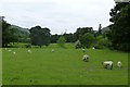NY3606 : Sheep near Rydal by DS Pugh