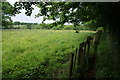 Path by a buttercup field