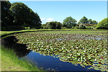 NX1161 : Castle Kennedy Gardens, The Round Pond by Billy McCrorie