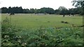 Horses grazing in field beside Fawley Road