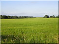 View towards North Wheatley