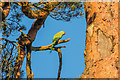 Rose-ringed Parakeet (Psittacula krameri)