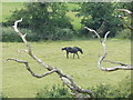 Warmwell: a view of a horse in a field