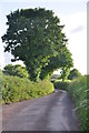 Taunton Deane District : Country Lane