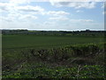 Farmland, Cox Moor