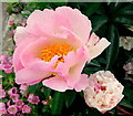 Paeonia 