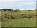 C9744 : Wetland area, Carrowreagh by Richard Webb