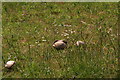 Strange mushrooms in a pony paddock, Forelands Fields