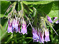 Comfrey (Symphytum sp)