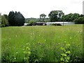 Wildflower meadow