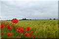 Poppies and barley