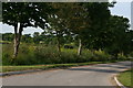 Wildflowers under the trees on the road to Edlington