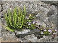 Wall flora at Keills