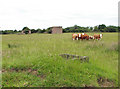 TF9905 : Cattle grazing on the  former Communal site A of RAF Shipdham by Evelyn Simak