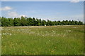 Ridleys Cheer wildflower meadow