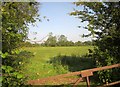 Meadow, Bulbridge Farm