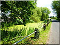 Green pond at Poyle Farm