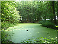 Pond in Kent Wood