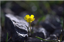 HP5904 : Lesser Spearwort (Ranunculus flammula), Loch of Watlee by Mike Pennington