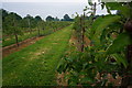 On a path through an apple orchard