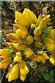 Gorse on Greenham Common