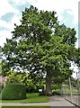 English Oak (Quercus robur) at Longleat House