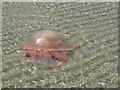 NR7066 : Barrel jellyfish (Rhizostoma pulmo) by sylvia duckworth