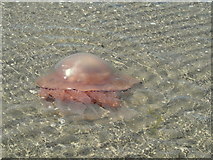 NR7066 : Barrel jellyfish (Rhizostoma pulmo) by sylvia duckworth