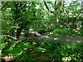 Path crosses stream with plank bridge