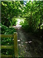 Footpath through woodland reaches access road by West Flexford Lane